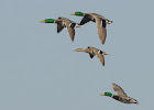 Duck Peloton